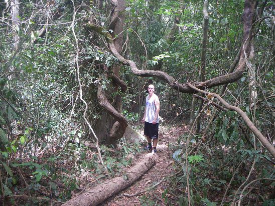 Urwald auf Tiwai Island