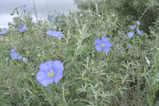 ein paar Blumen für meine Gartenliebhaberin