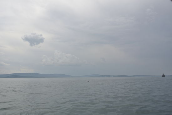 wer erkennt den Delphin ?