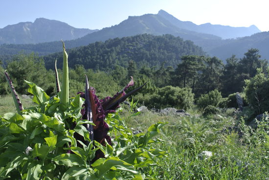 ein Rätsel für meine Blumenliebhaberin -
um welches Gewächs handelt es sich?