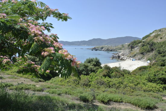 und nochmals - mit Albitsia