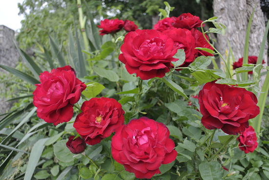 Ein Blumengruß für meine verständnisvolle Andrea