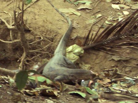 Monitor Lizzard