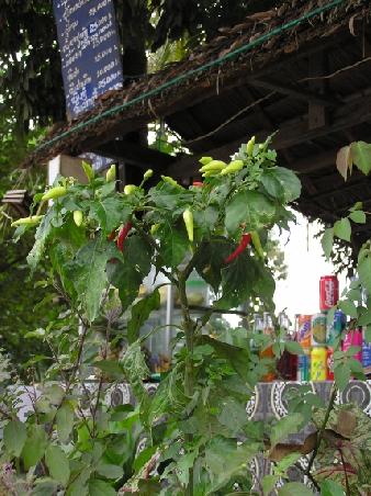 wilde Chilli-schoten