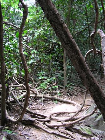 der Weg durch den Urwald