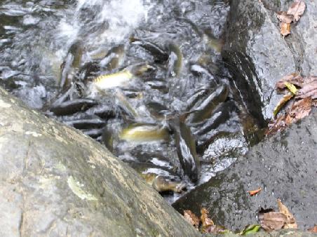 Fische ausser Rand und Band
