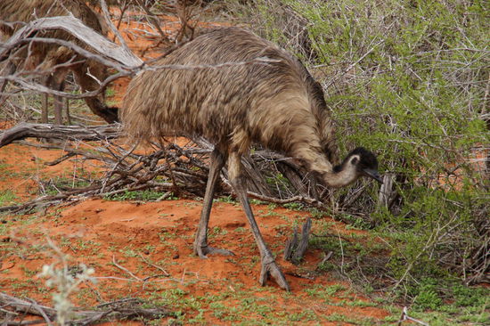 Emu