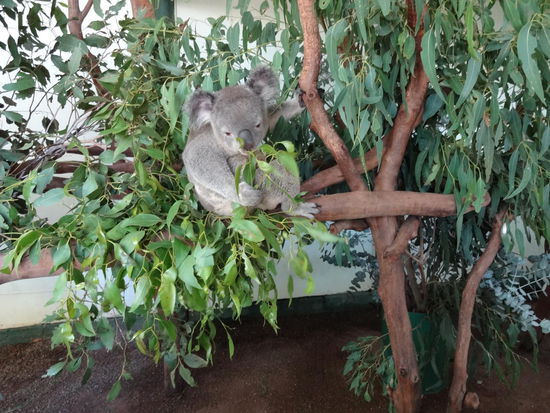 Koala