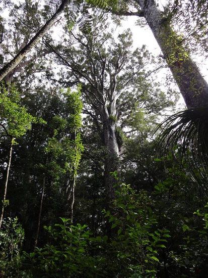 Kauribaum