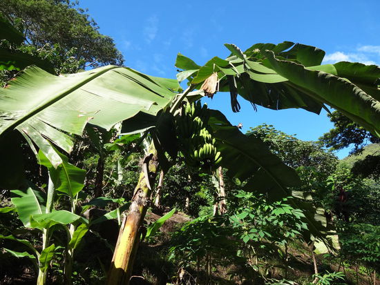 Bananen