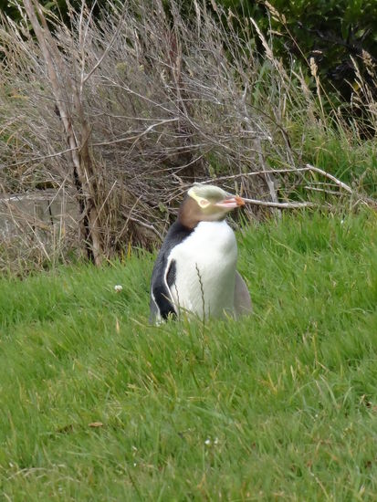 Gelbaugenpinguin