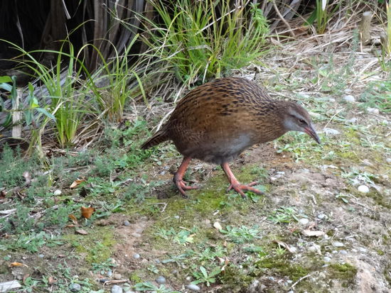 Weka