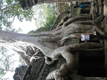 Ta Prohm - der Dschungeltempel
