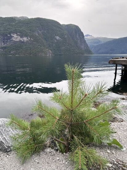 Wir haben unser Weihnachtsbäumchen schon gefunden. 