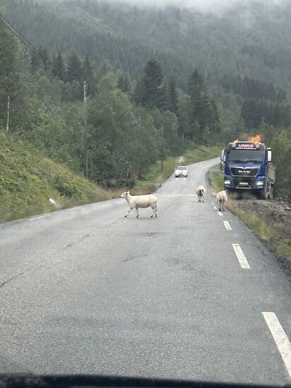 Schafe, die frei umherlaufen. Norwegens Natur in voller Idylle.