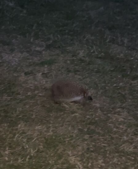 Abendlicher Besuch auf unserem Stellplatz – ein kleiner Igel schaut neugierig vorbei. Was für ein süßer Überraschungsgast.