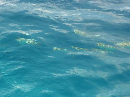Die Fische konnte man wie in einen Aquarium schön sehen