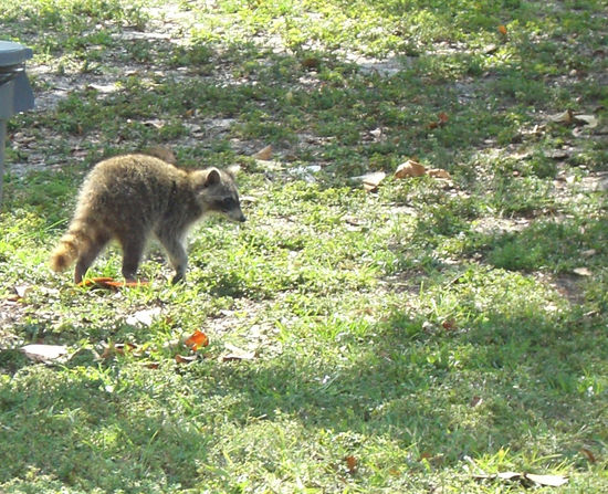 ... auch Waschbären gab es auf Key Biscayne zu sehen 