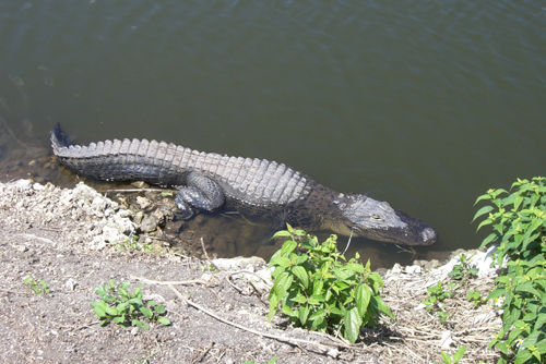 Unser erster Alligator, den wir hier in den Everglades erblickt haben - beeindruckend!