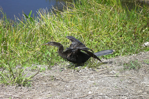 Dem Vogel war genauso warm wie uns