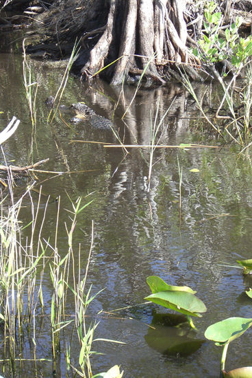 Wer findet den Alligator?