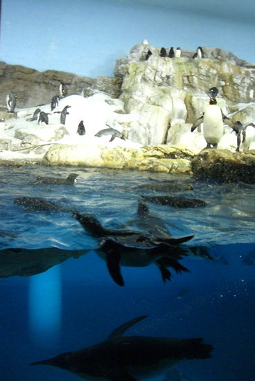 Viele quirrlige Piguine