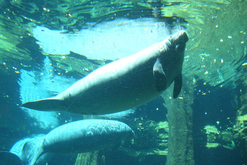 Manatee