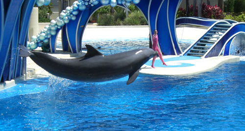 Delphin-Show