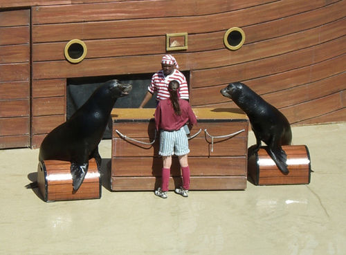 Seehunde-Show