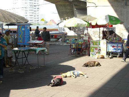 Ueberall liegen schlafende Hunde herum