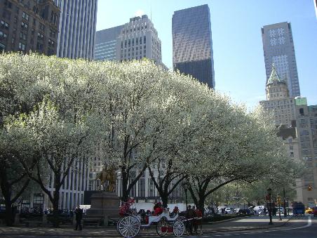 Central Park