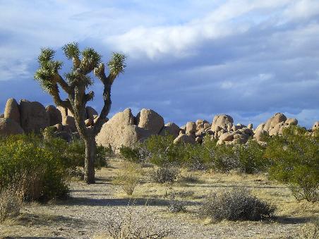 Ein einsamer Joshua Tree.