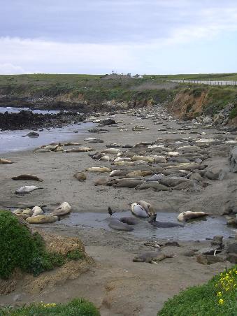 Seehunde am Point Lobos State Reserve