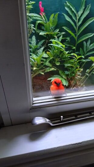 Fast jeden Morgen hat uns dieser schöne Vogel am Schlafzimmerfenster besucht.
