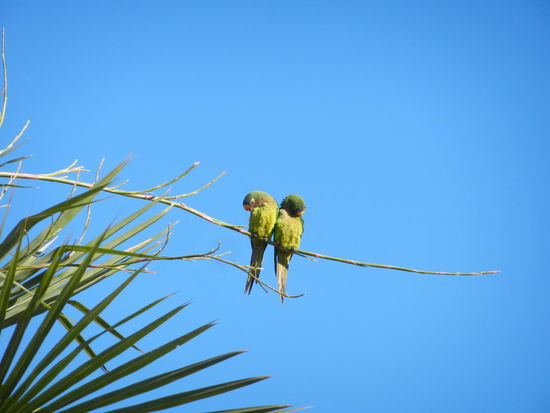2 suesse Sittiche
