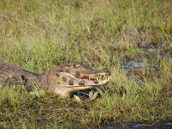 Some people call it ... caiman