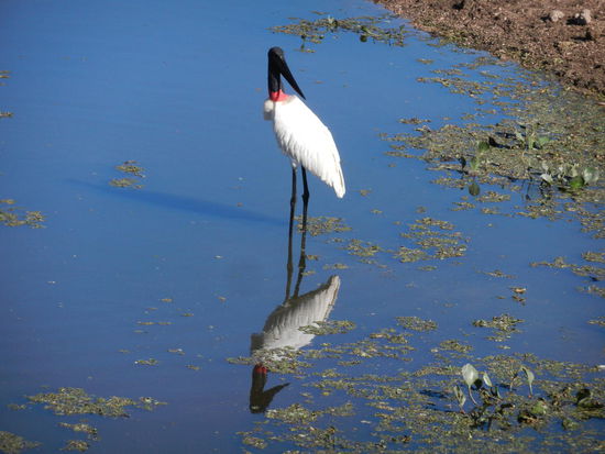 Der Jabiru oder auch Tuiuiu, ein Markenzeichen und der groesste Vogel des Pantanal mit bis zu 1,40 m Groesse und einer Fluegelspannweite bis 3 m!!!