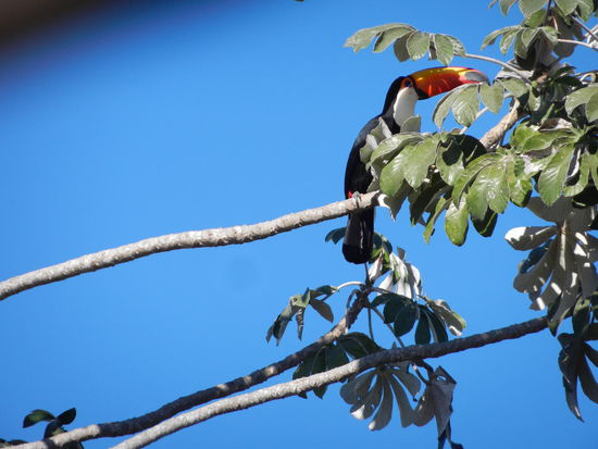 Ebenso ein Highlight und Markenzeichen der Region, der Tucan! 
Ein sehr scheuer Vogel und daher nur durch Glueck zu knipsen.
