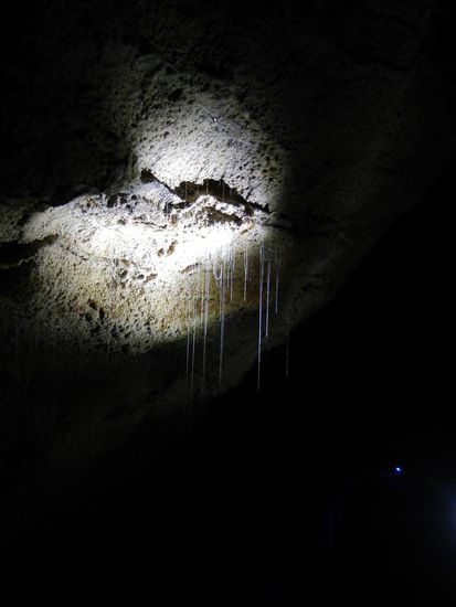 An diesen Faeden haengt das Essen der Gluehwuermchen!