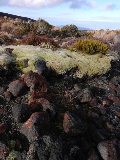 Flechten, Moose und Vulkangestein.