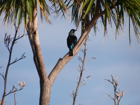 Dieser Paradiesvogel hat wirklich krasse Laute drauf!