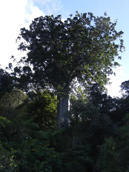 Auf der Rueckfahrt an der Westkueste machten wir nen kleinen Abstecher in den Dschungel, wo noch wenige der vom Aussterben bedrohten Kauribaeume zu bestaunen sind. 
Dieser Baum ist 1200 Jahre alt . . .