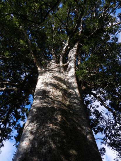 . . . und hat einen unfassbar dicken Stamm, der sogar den der Redwoodbaeume in den Schatten stellt!