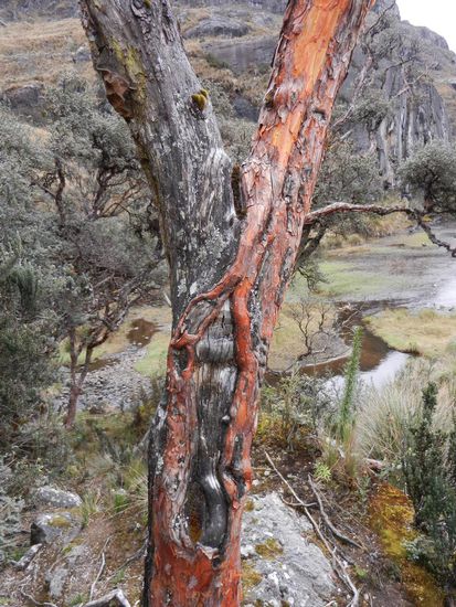 Ein Beispiel fuer die aussergewoehnlichen Baum- und Pflanzenarten.
Neben der wunderschoenen Flora gab es jedoch auch zig verschiedene Vogelarten, unter anderem Kolibris...was uns in dieser Hoehe verwunderte.