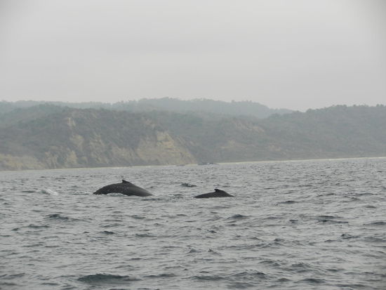 Eine Mutter mit ihrem Kalb! 
Spaeter sahen wir sogar wie die Wale abtauchten um sich dann 2 min. spaeter senkrecht aus dem Wasser katapultierten!!!  Das haben wir allerdings nur mit meiner Video-Cam festgehalten...