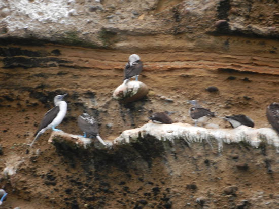 Wir schipperten auch an einer Insel vorbei, welche, wie die Galapagosinseln, die Heimat der bekannten Blaufusstoelpel ist.