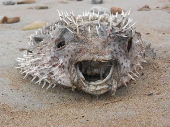 Senor Kugelfisch! Erschreckender Anblick