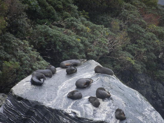 Hier leben auch die niedlichen Robben!