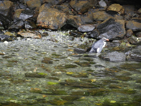 Wir hatten auch das Glueck diese kleinen, blauen Pinguine zu sehen, obwohl diese zur Zeit brueten.