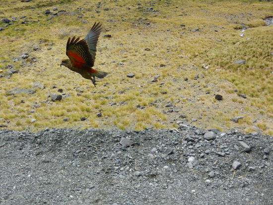 Sehr schoene Voegel!